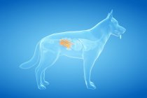 Анатомия тонкой кишки собаки в прозрачном теле, компьютерная иллюстрация . — стоковое фото