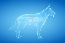 Anatomía del páncreas del perro en el cuerpo transparente, ilustración por computadora . - foto de stock