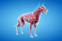 Structure of dog musculature, computer illustration. — Stock Photo