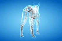 Structure of dog skeleton, rear view, computer illustration. — Stock Photo