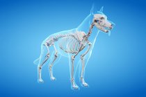 Struttura dello scheletro del cane, illustrazione del computer . — Foto stock