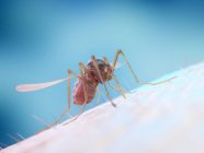 Mosquito feeding on human blood, digital illustration. — Stock Photo