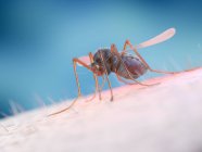 Alimentación de mosquitos con sangre humana, ilustración digital
. - foto de stock