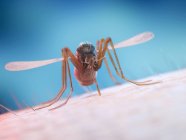 Mücken ernähren sich von menschlichem Blut, digitale Illustration. — Stockfoto