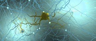 Colorida ilustración digital de la red neuronal del sistema nervioso en el cerebro humano . - foto de stock