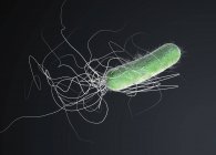 Антибіотична стійкість Pseudomonas aeruginosa bacterium, digital 3d illustration. — стокове фото