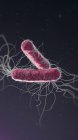 Antibióticos resistentes a las bacterias Pseudomonas aeruginosa, ilustración digital 3d.. - foto de stock