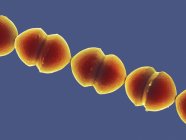 Enterococcus bactéria coccoide, micrografia eletrônica de varredura colorida . — Fotografia de Stock