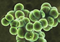 Staphylococcus aureus coccoid bacteria, цветной сканирующий электронный микрограф
. — стоковое фото