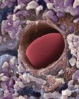 Капилляр сердца с красными клетками крови между мышечными волокнами, цветной сканирующий электронный микрограф . — стоковое фото