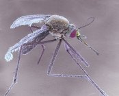 Mosquito tigre asiático feminino, micrografia eletrônica de varredura colorida . — Fotografia de Stock