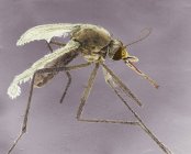 Самка азиатского тигрового комара, цветной сканирующий электронный микрограф . — стоковое фото