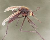 Самка азиатского тигрового комара, цветной сканирующий электронный микрограф . — стоковое фото