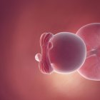 Foetus humain à la semaine 5, illustration numérique réaliste . — Photo de stock