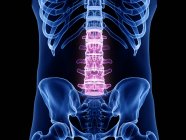 Transparent male silhouette with colored lumbar spine, computer illustration. — Stock Photo