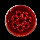 Plasmodium malariae protozoário parasita, ilustração digital . — Fotografia de Stock