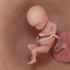 Foetus humain à la semaine 17, illustration numérique réaliste . — Photo de stock