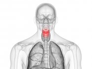 Silueta masculina transparente con laringe de color, ilustración por ordenador . - foto de stock