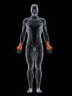 Чоловіча фігура з підсвіченими м'язами рук, цифрова ілюстрація . — стокове фото
