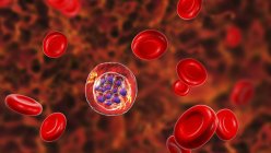 Plasmodium vivax protozoan inside red blood cells, digital illustration. — Stock Photo