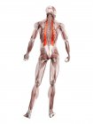 Физическая фигура мужчины с развернутой Илиокосталической мышцей, цифровая иллюстрация
. — стоковое фото