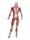 Figura física masculina con músculo femoral largo detallado, ilustración digital . - foto de stock