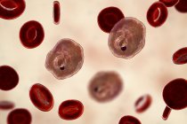 Plasmodium ovale protozoan parasites and red blood cell in flow, computer illustration. — Stock Photo