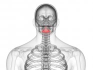 Parte do esqueleto masculino com vértebras do eixo visível, ilustração computacional . — Fotografia de Stock