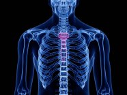 Silhueta humana transparente e esqueleto com osso mamário detalhado, ilustração digital
. — Fotografia de Stock