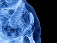 Shoulder bones in x-ray digital illustration of human body. — Stock Photo