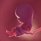 Human fetus at week 13, realistic digital illustration. — Stock Photo