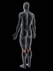 Абстрактная мужская фигура с детальной мышцей Popliteus, компьютерная иллюстрация . — стоковое фото