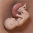 Foetus humain à la semaine 37, illustration numérique réaliste . — Photo de stock