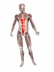 Figura fisica maschile con muscolo addominale Rectus dettagliato, illustrazione digitale . — Foto stock