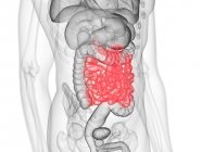 Figura masculina abstracta que muestra el intestino delgado de color, ilustración por computadora . - foto de stock