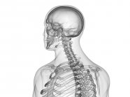 Ossos do corpo superior do corpo humano masculino, ilustração digital . — Fotografia de Stock