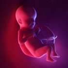 Foetus humain à la semaine 26, illustration numérique multicolore . — Photo de stock