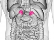Cuerpo masculino anatómico con glándulas suprarrenales coloreadas, ilustración por computadora . - foto de stock