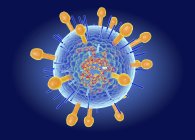 Структура вируса Хендра, цифровая иллюстрация . — стоковое фото