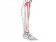 Кость большеберцовой кости в скелете человеческого тела, компьютерная иллюстрация . — стоковое фото