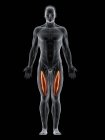 Cuerpo masculino abstracto con músculo intermedio detallado, ilustración por computadora . - foto de stock
