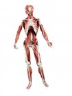 Modelo anatómico humano que muestra músculos profundos, ilustración por computadora . - foto de stock
