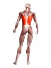 Physische männliche Figur mit detailliertem Latissimus dorsi Muskel, digitale Illustration. — Stockfoto