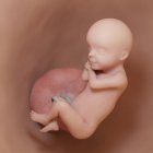 Foetus humain à la semaine 30, illustration numérique réaliste . — Photo de stock
