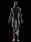 Männlicher Körper mit sichtbarem farbigen hinteren Tibialis-Muskel, Computerillustration. — Stockfoto