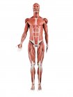Musculatura masculina em comprimento total, vista frontal, ilustração digital isolada sobre fundo branco . — Fotografia de Stock