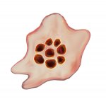 Plasmodium ovale protozoan, digital illustration. — Stock Photo