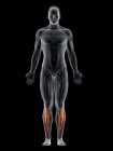 Abstrakter männlicher Körper mit detailliertem Tibialis-Vordermuskel, Computerillustration. — Stockfoto