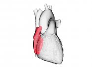 Corazón humano con aurícula derecha de color, ilustración por ordenador . - foto de stock