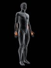 Figura masculina abstracta con músculo Palmaris longus detallado, ilustración digital
. - foto de stock